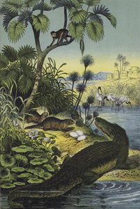 Tiere und Pflanzen des Niltals