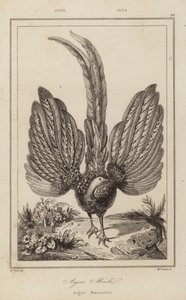 Argus Malel, Argus Männchen