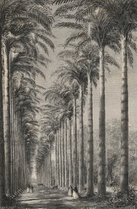 Avenue De Palmiers Dans Le Jardin Botanique De Rio-De-Janeiro von European School