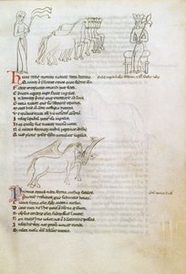 Bestiarium: das Pferd