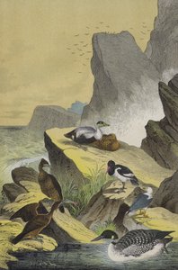 Vögel der Küsten Nord-Europas