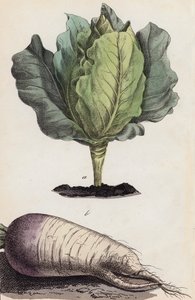 Kohl und Wurzelgemüse