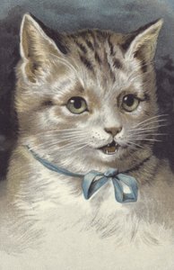 Katze mit blauem Halsband von European School