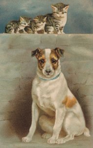 Katzen beobachten einen Hund