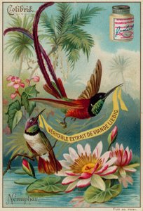 Kolibris und Seerose