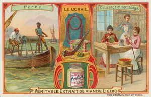 Koralle von European School