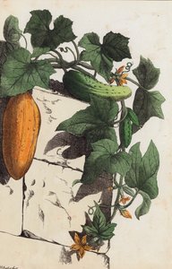 Gurkenpflanze (Farblithografie)