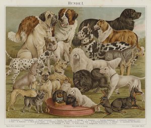 Hunde von European School