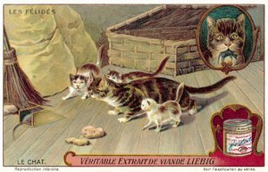 Hauskatze