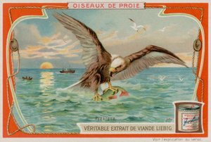 Adler
