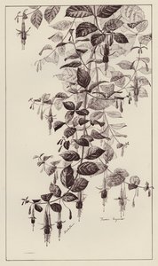 Fuchsie Maginata