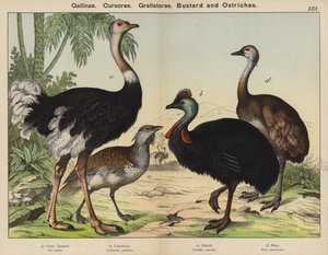 Hühnervögel, Laufvögel, Stelzvögel, Trappe und Strauße