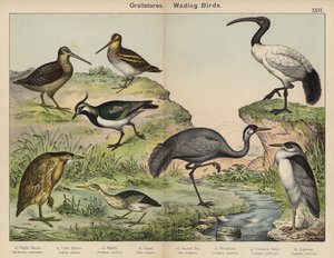 Grallatores, Watvögel von European School
