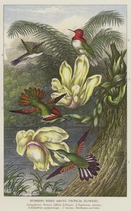 Kolibris unter tropischen Blumen