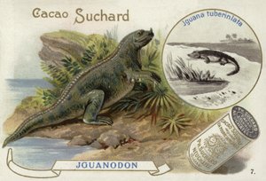 Iguanodon und Iguana Tuberinlata