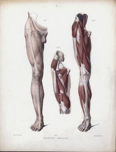 Illustration für Die Anatomie der äußeren Formen des Menschen: Männliches Bein, Vorderansicht von European School