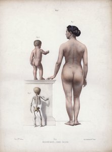 Illustration für Die Anatomie der äußeren Formen des Menschen: Frau und Kind stehend, Rückansicht