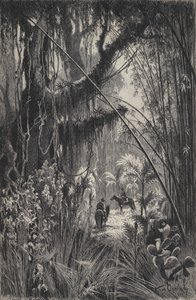 Dschungel in der Cordillera von Salta, Nordwest-Argentinien von European School