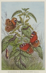Metamorphosen des Tagpfauenauges, Vanessa Io
