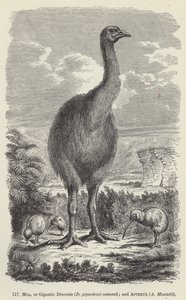 Moa oder gigantischer Dinornis (D giganteus) restauriert; und Apteryx, A Mantelli
