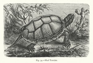 Schlammschildkröte