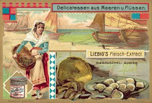 Muscheln und Austern von European School
