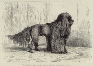 Nero, ein deutscher Schnurhaar-Pudel, auf der Berliner Internationalen Hundeausstellung (Gravur)