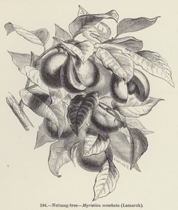 Muskatnussbaum, Myristica moschata, Lamarck