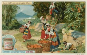 Orangenernte in Italien von European School