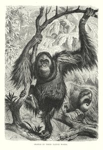 Orangs in ihrem natürlichen Wald (Gravur) von European School