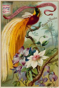 Paradiesvogel und Clematis