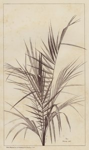 Palme, Chamaerops Exelsa von European School