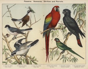 Sperlingsvögel, Klettervögel, Würger und Papageien