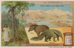 Puerto Cabello und seine Festung mit einem Tapir und einem Ameisenbär