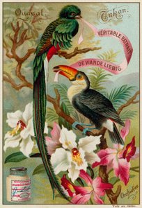 Quetzal, Tukan und Orchideen