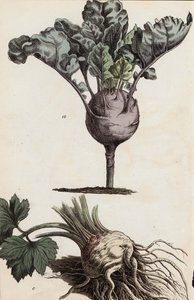 Wurzelgemüse (Farblithografie)