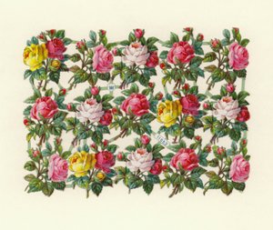 Rosen von European School