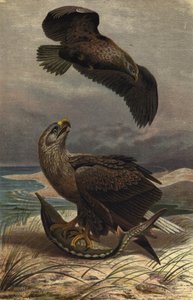 Seeadler