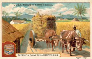 Zuckerrohrplantage, Kuba von European School