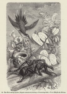 Die Vogelspinne (Mygale avicularia) tötet einen Kolibri