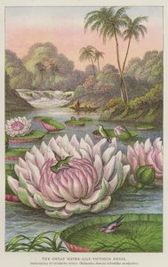Die große Wasserlilie, Victoria Regia