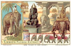 Der Elefant