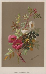 "Keine Rose ohne Dornen"