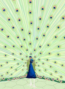 Pfau von Evan Sklar