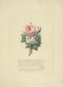 Rosen mit den Silhouetten der königlichen Familie, 1816 von Evert Maaskamp