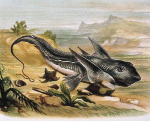 Chimäre (Chimaera arctica) Gravur nach einer Zeichnung von F. Padro. Gravur von F. (after) Padro