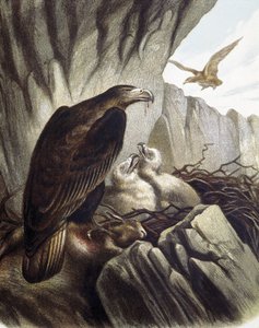 Adler mit ihren Jungen. Gravur nach einer Zeichnung von F. Padro.