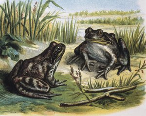 Europäischer Grasfrosch. Amphibien. Gravur nach einer Zeichnung von F. Padro. Gravur von F. (after) Padro