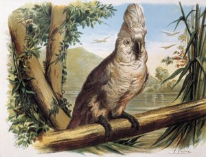 Weißer Kakadu. Gravur nach einer Zeichnung von F. Padro von F. (after) Padro