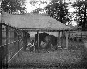 Elefanten, Alipore, Indien, 1905-1906